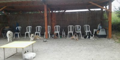 centre dauphiné éducation canine le passage nord isère6