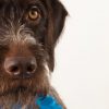 vaccination dauphine education canine le passage nord isere 1