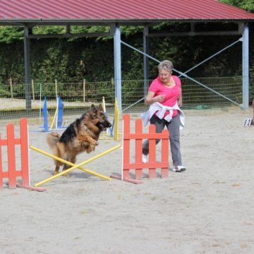 Stage agility 2014 dauphine education canine le passage nord isere (1)