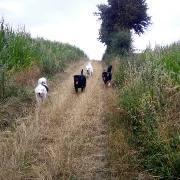 promenade éducative dauphine education canine le passage nord isere (1)