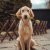 animaux-chien-animal de compagnie-education canine-coaching canin